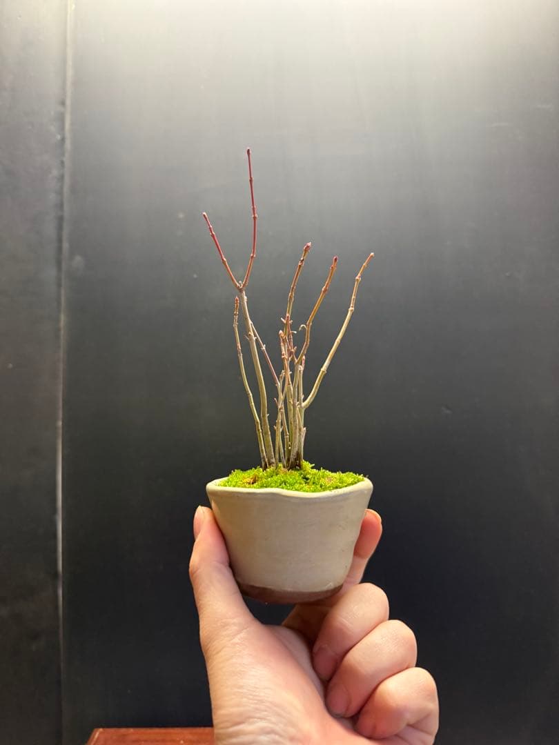 K*H様 特別オークションミニ盆栽３鉢セット　黒松真柏紅葉