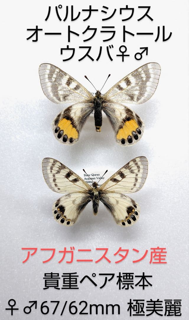 【パルナシウス】オートクラトールウスバ♂♀標本★アフガニスタン産★貴重‼️