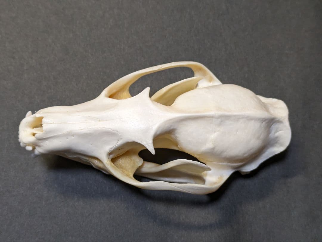 頭骨標本　珍獣パームシベット