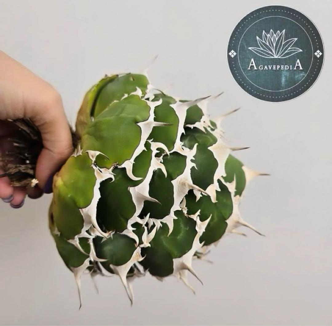 【REZA産】イラン株　選抜　アガベ　　NOVA ノヴァ　12月便