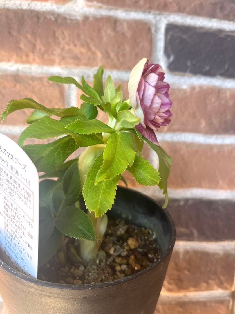 クリスマスローズ　広瀬園芸