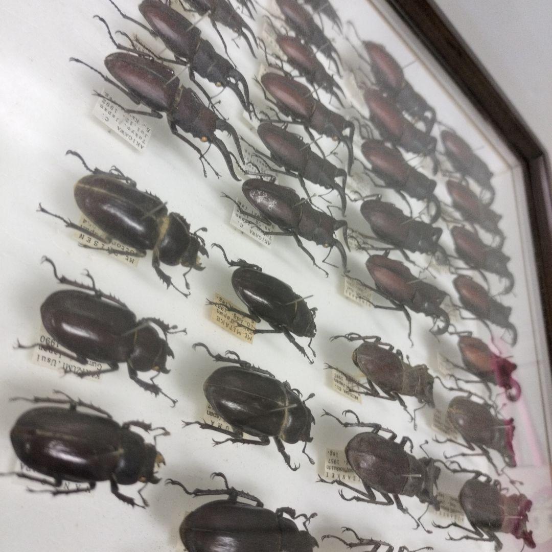 クワガタ標本箱　122匹　JAPAN