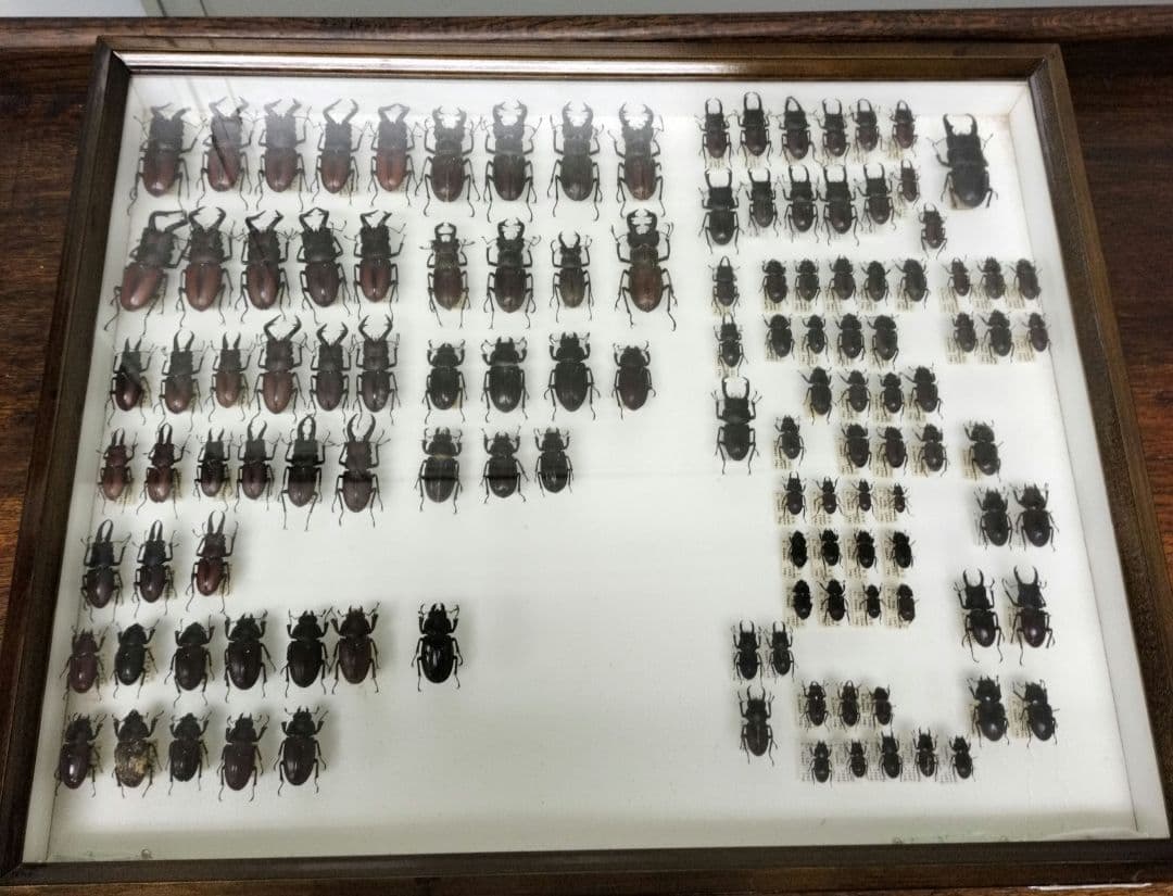 クワガタ標本箱　122匹　JAPAN