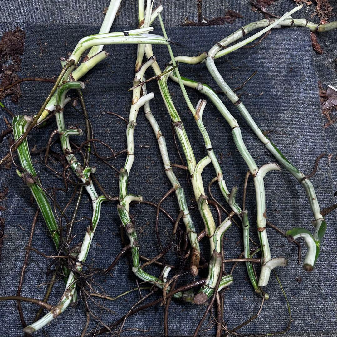 a*a様 斑入りモンステラホワイトタイガー大茎8株おまとめ