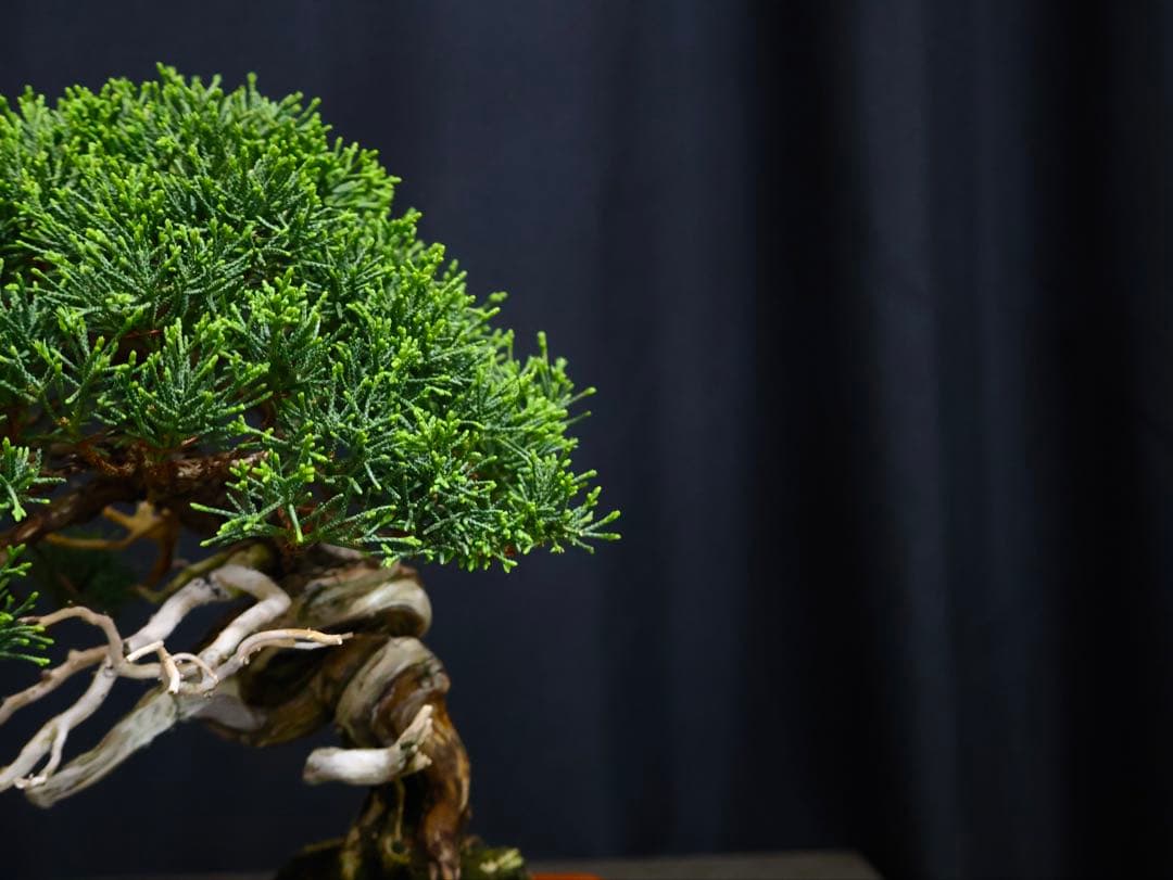 糸魚川真柏　逸品　捻転　シャリ芸　真柏　盆栽　貴風