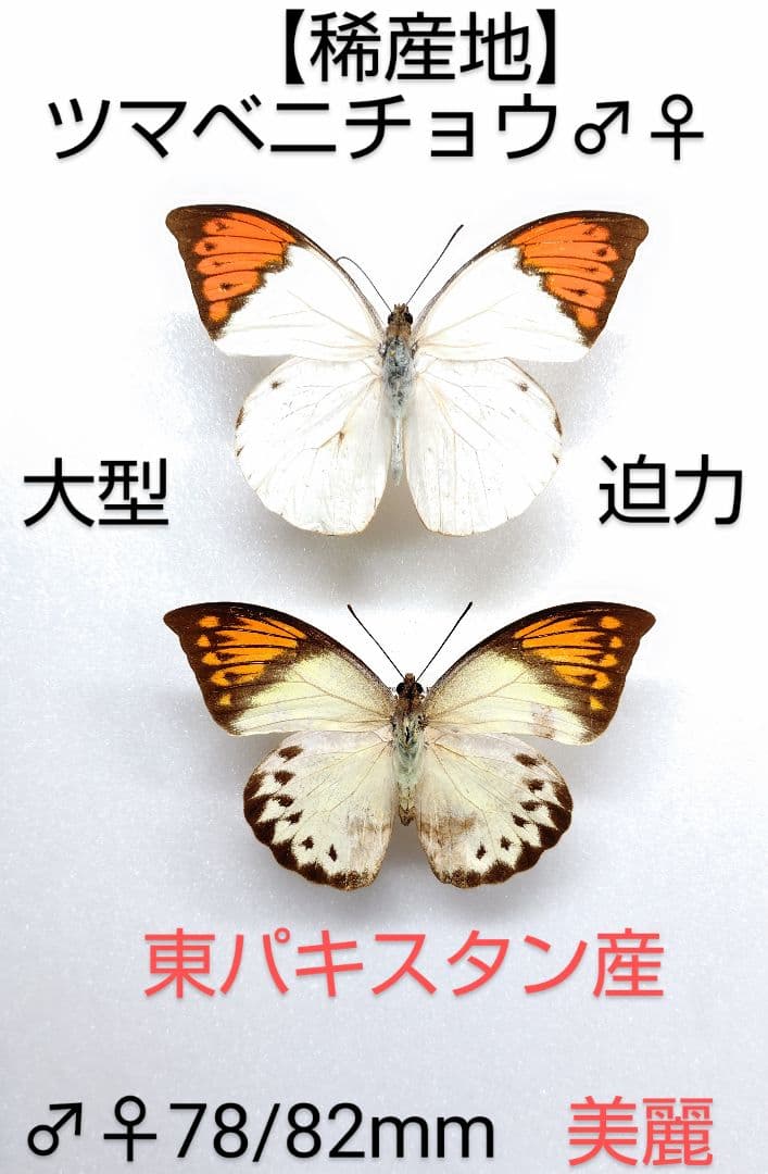 【稀産地】ツマベニチョウ♂♀標本★ 東パキスタン★78/82mm 入手困難地域
