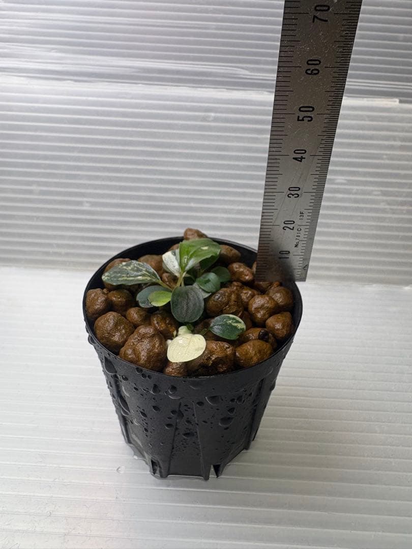 Bucephalandra sp. Variegata③