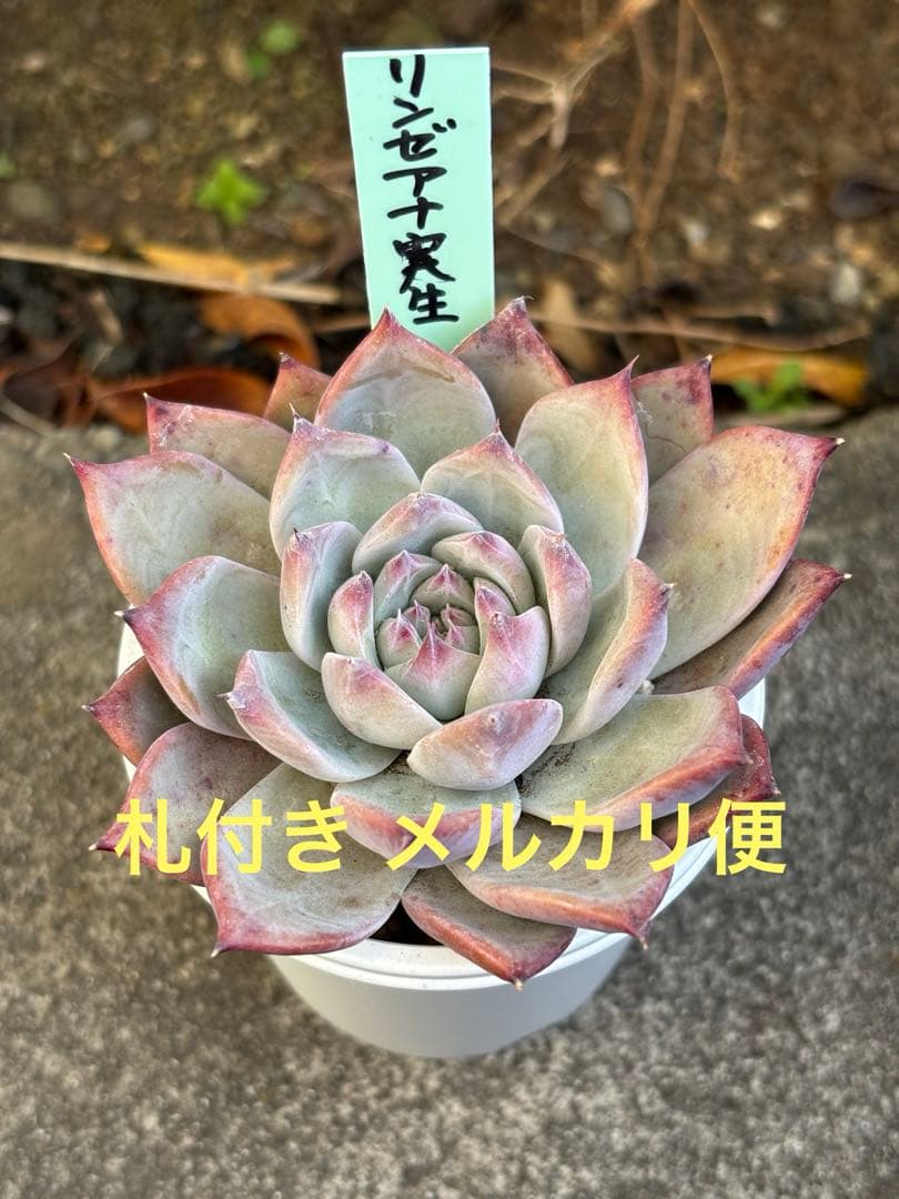 超希少 おらいさん苗 リンゼアナ実生 札付き 多肉植物