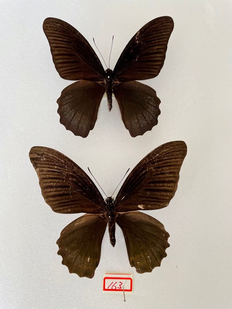 【1ペア】アケロンアゲハ（ボルネオ島産）