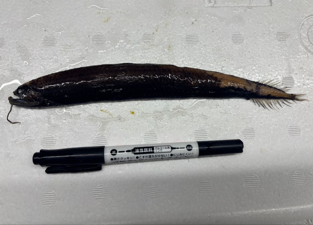 ワニトカゲギス液浸標本