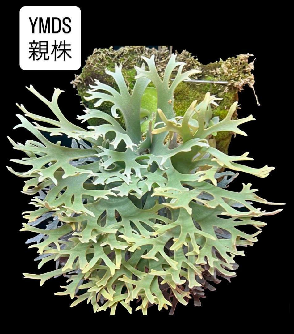 ビカクシダ YMDS ウィリンキー系 イエロームーンドワーフ　スポア Y-3