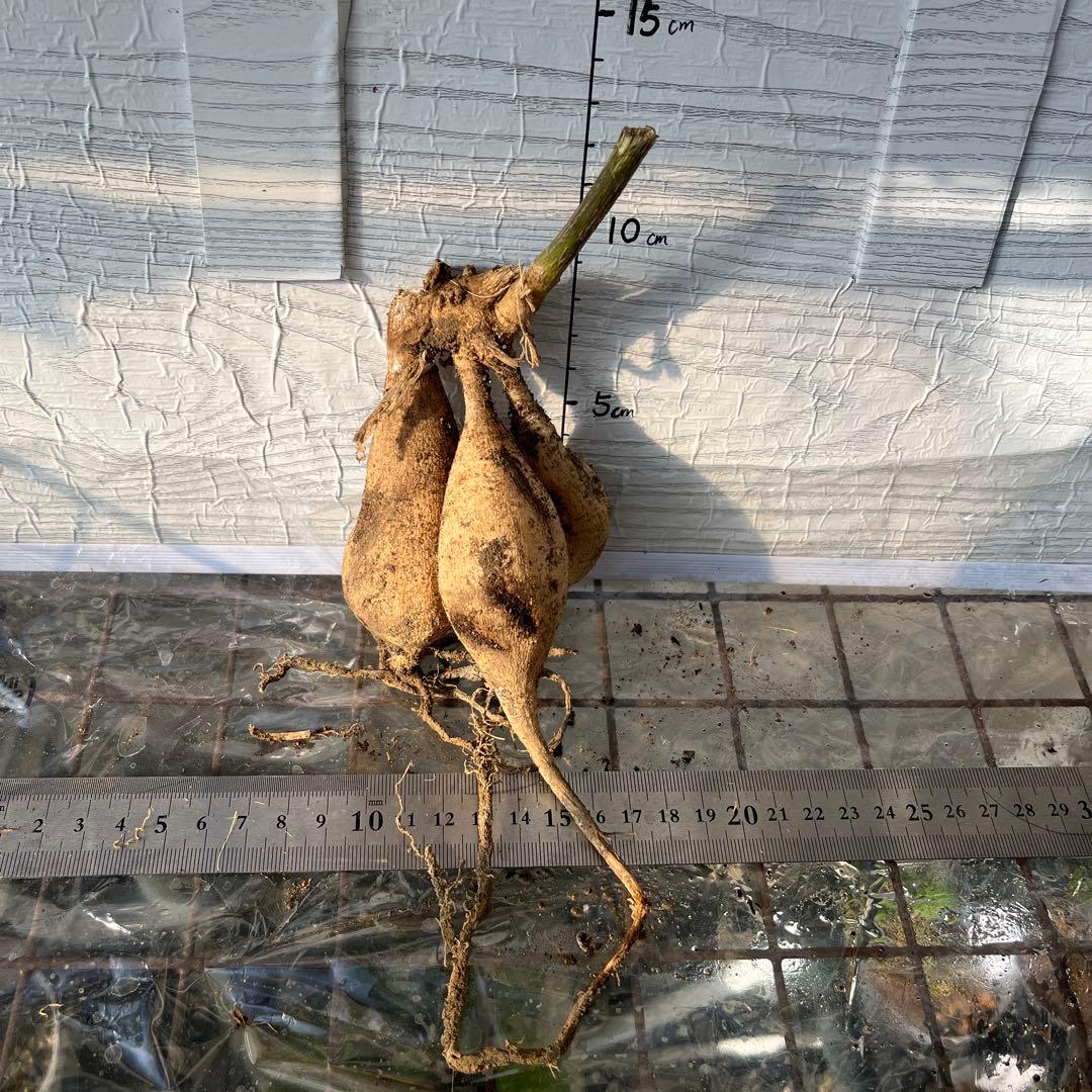 ダリア　球根(3)超レア　カフェ・○・レ