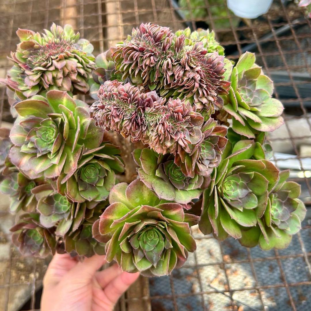 確認専用‼️アエオニウム　コレクション