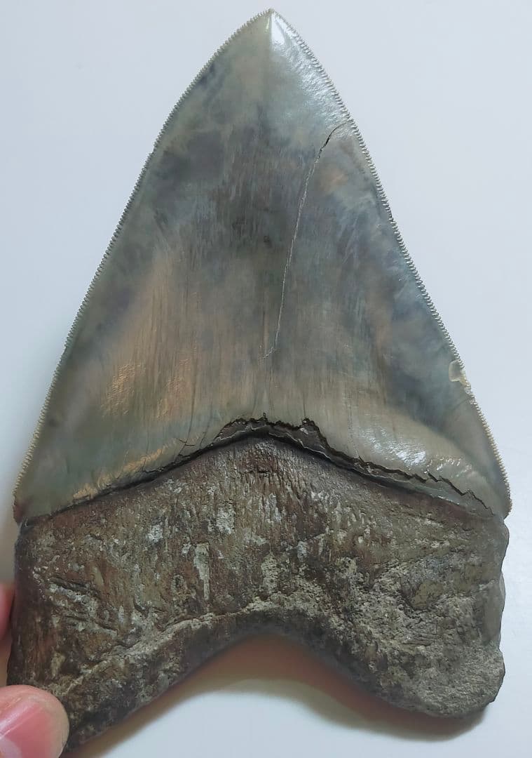 【希少：青色　大きめ：148mm】メガロドン　化石　標本　サメの歯　歯の化石