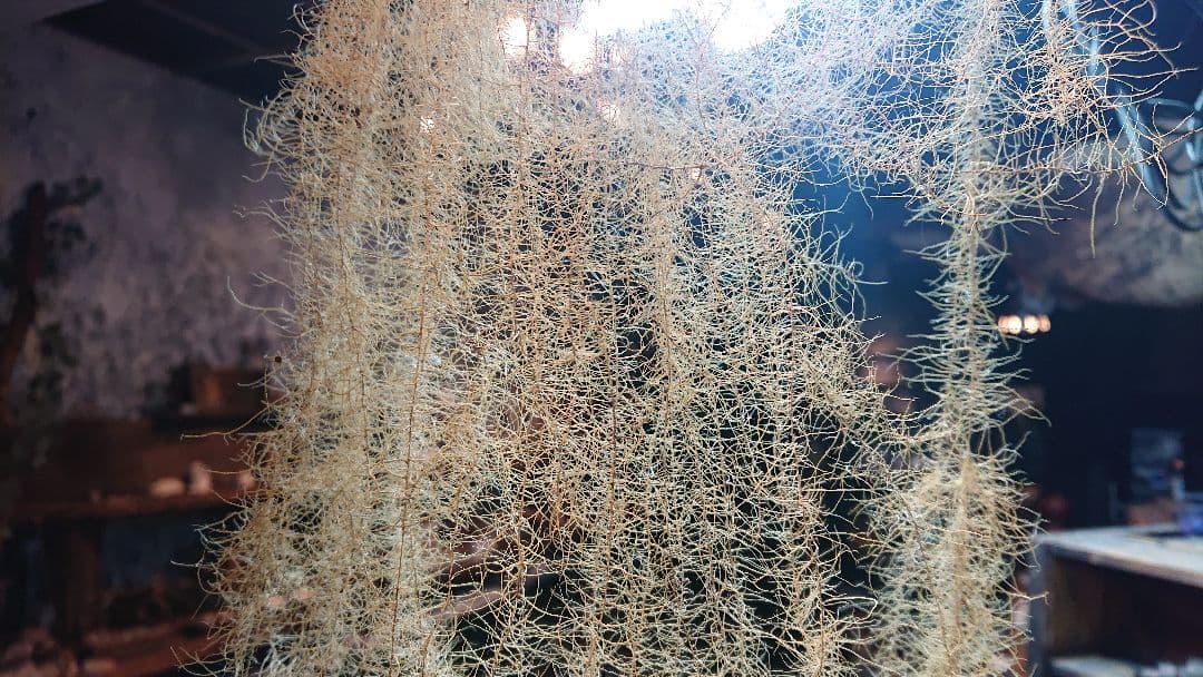 サルオガセ 乾燥標本 希少 珍品