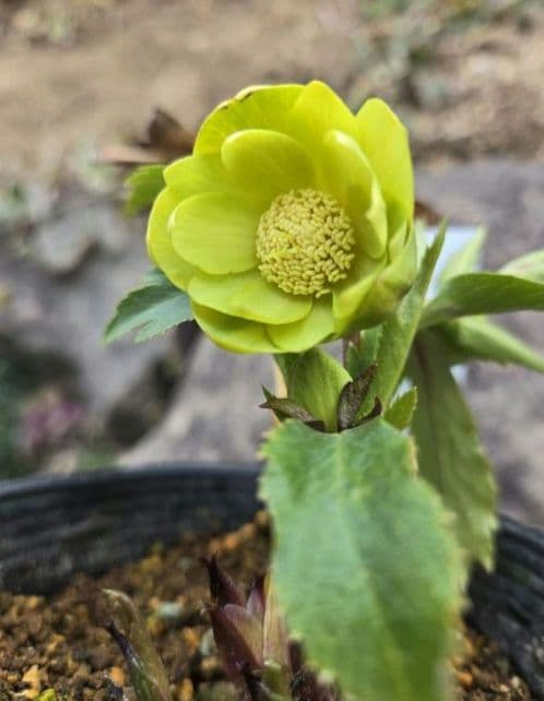 クリスマスローズ　ギョク　玉　グリーニッシュオーレア　　　　　　 大木ナーセリー