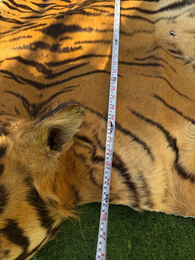 虎 剥製　国際希少野生動植物種登録票付き