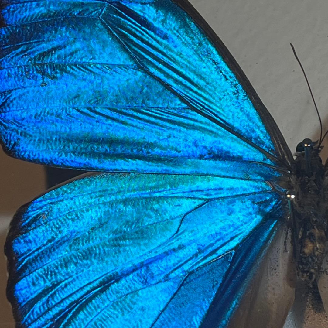 モルフォチョウ　大型個体　標本