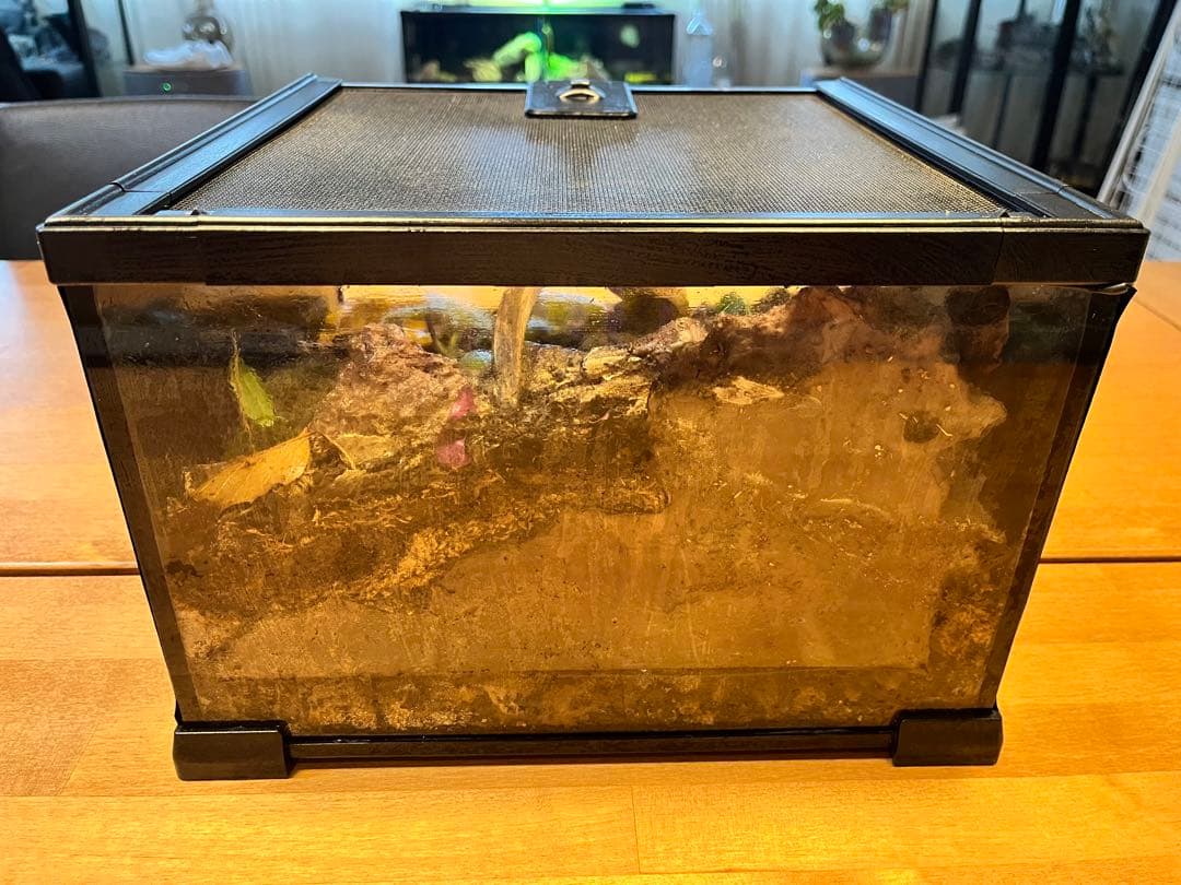 テラリウムケージ 30×30×25cm ヤモリ・イモリ飼育用／自然レイアウト