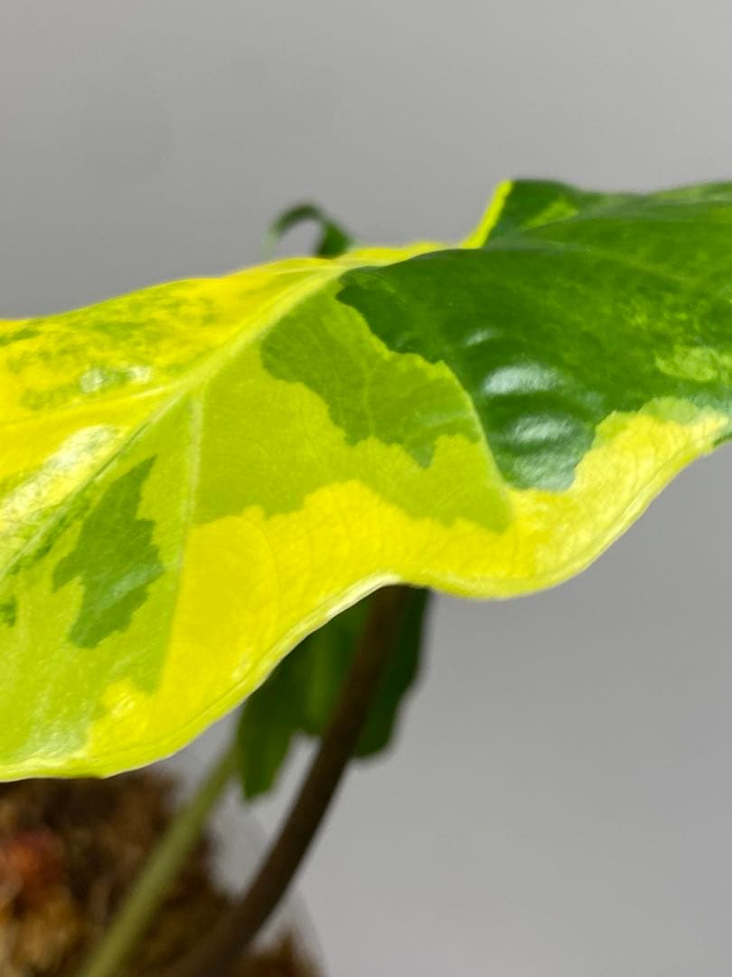 自*間様 【超希少‼️】アロカシア　ポルトドラ/ポルトラ　斑入り　オーレア　黄斑