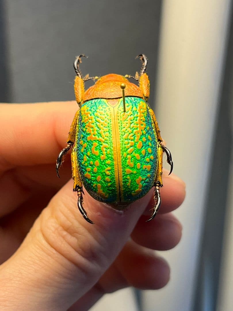 【31mm】ヴィクトリナウグイスコガネ　プラチナコガネ　標本　カナブンハナムグリ