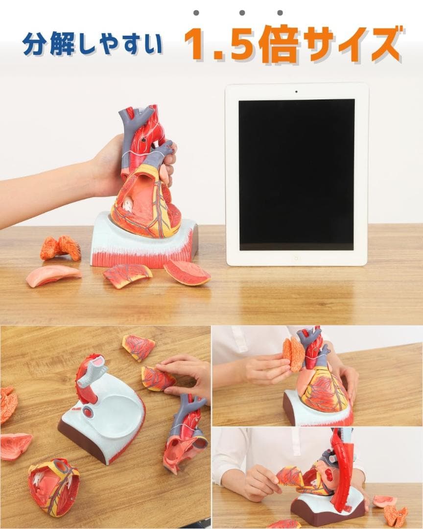 KIYOMARU 心臓模型 1.5倍大 10パーツ分解人体模型