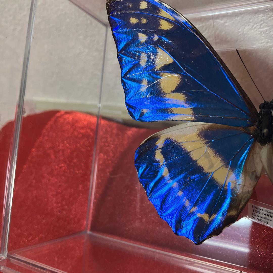 キプリスモルフォ♂ （透明横開きケース入り）