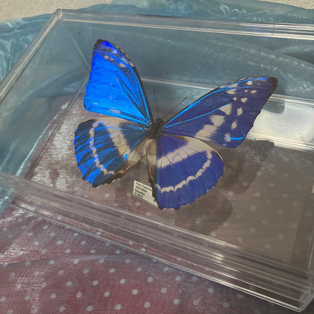 キプリスモルフォ♂ （透明横開きケース入り）