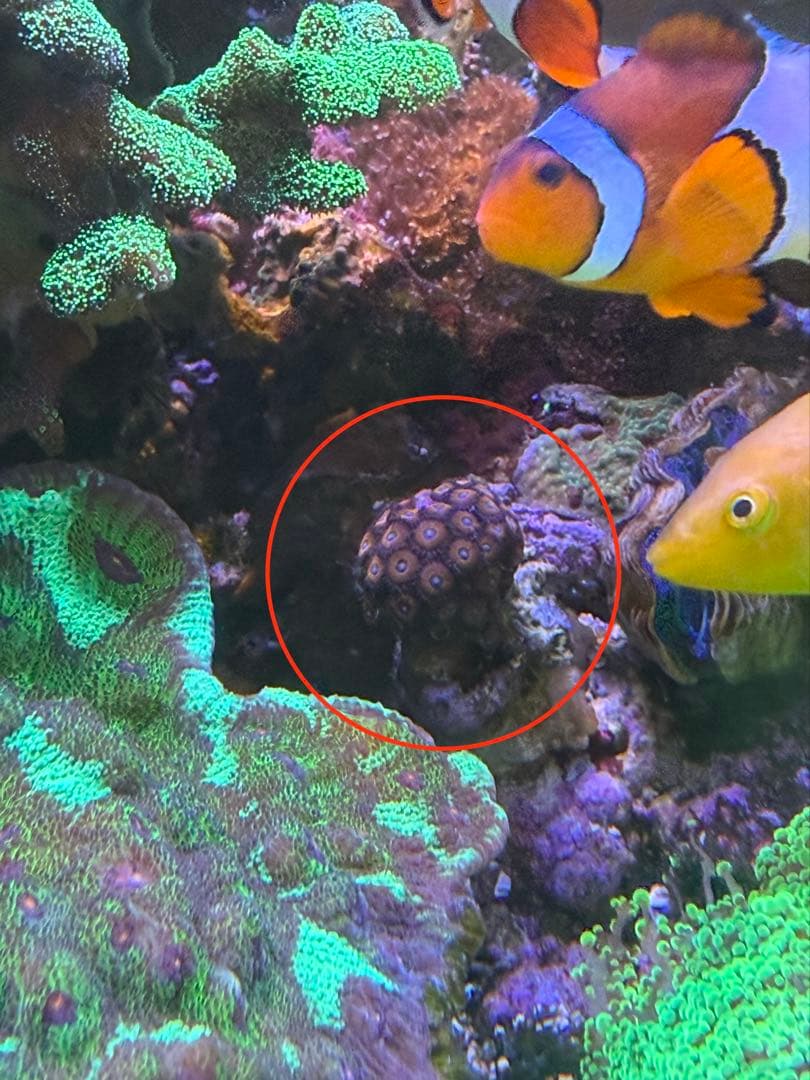 Mugiwara mu60ページ