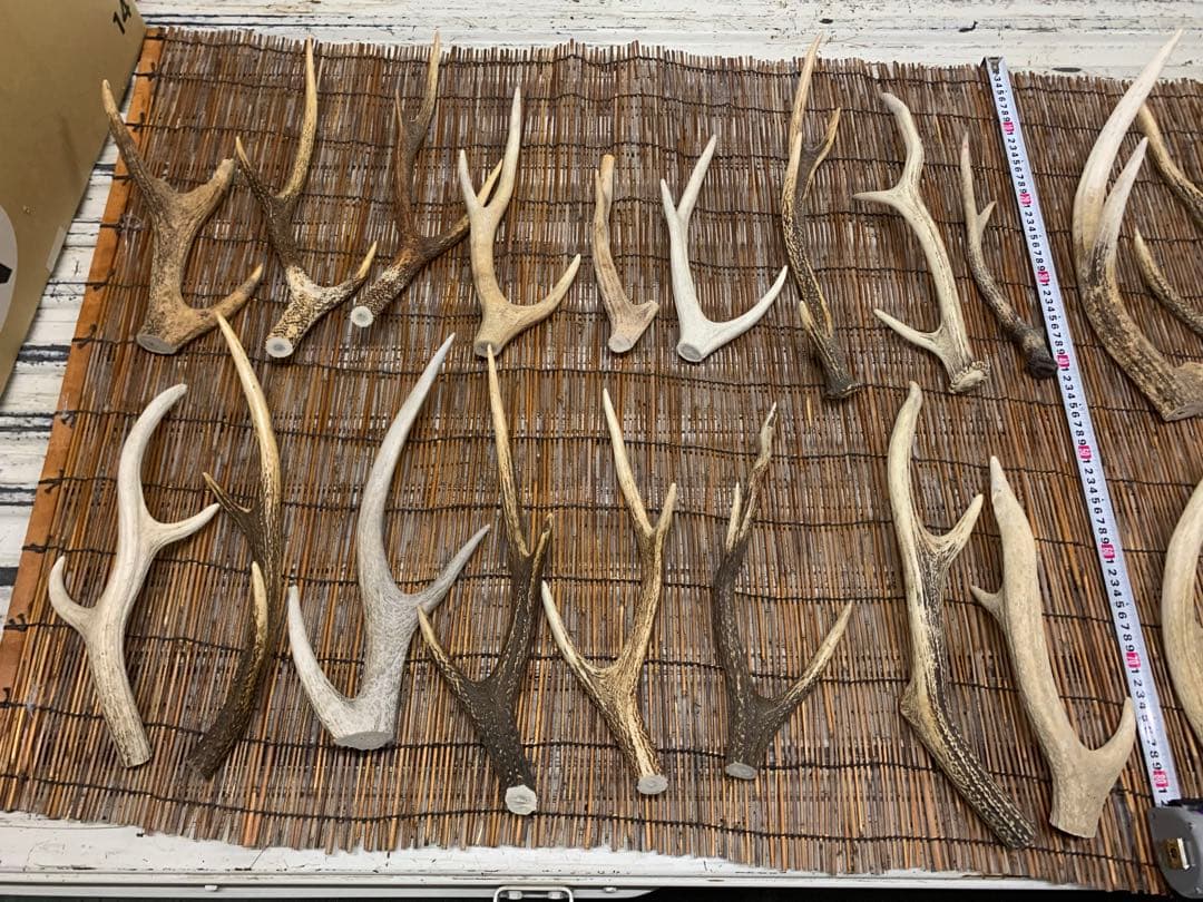 25kg 鹿の角　エゾシカ　角 端材　アクセサリー　パーツ素材