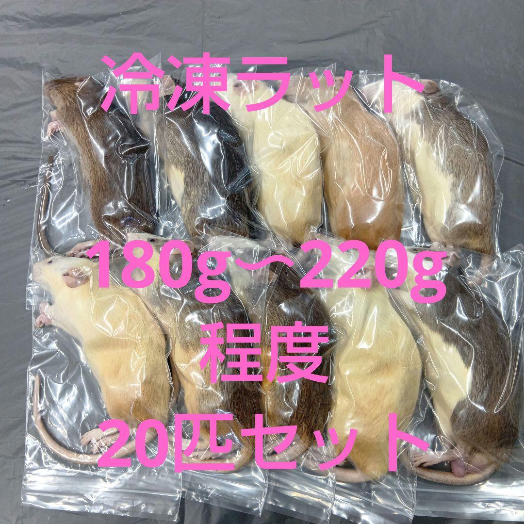 冷凍ラット 20匹セット