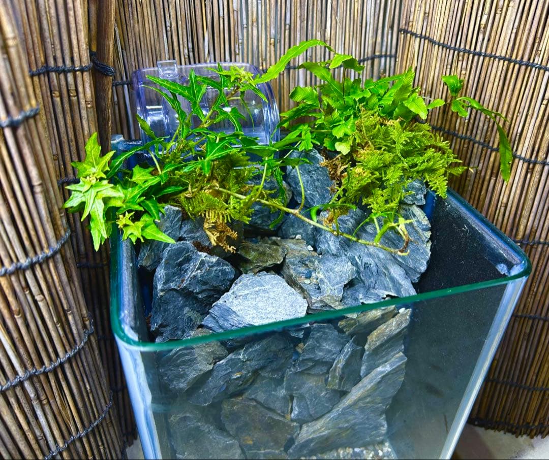 水の流れる滝テラリウム水槽