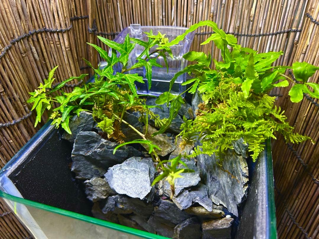 水の流れる滝テラリウム水槽