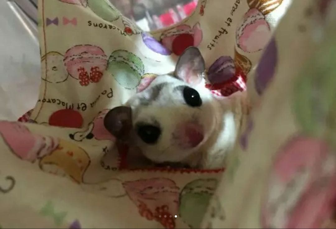 モモンガハウス(パンダ柄Ver.3)ボア 黒   2000円