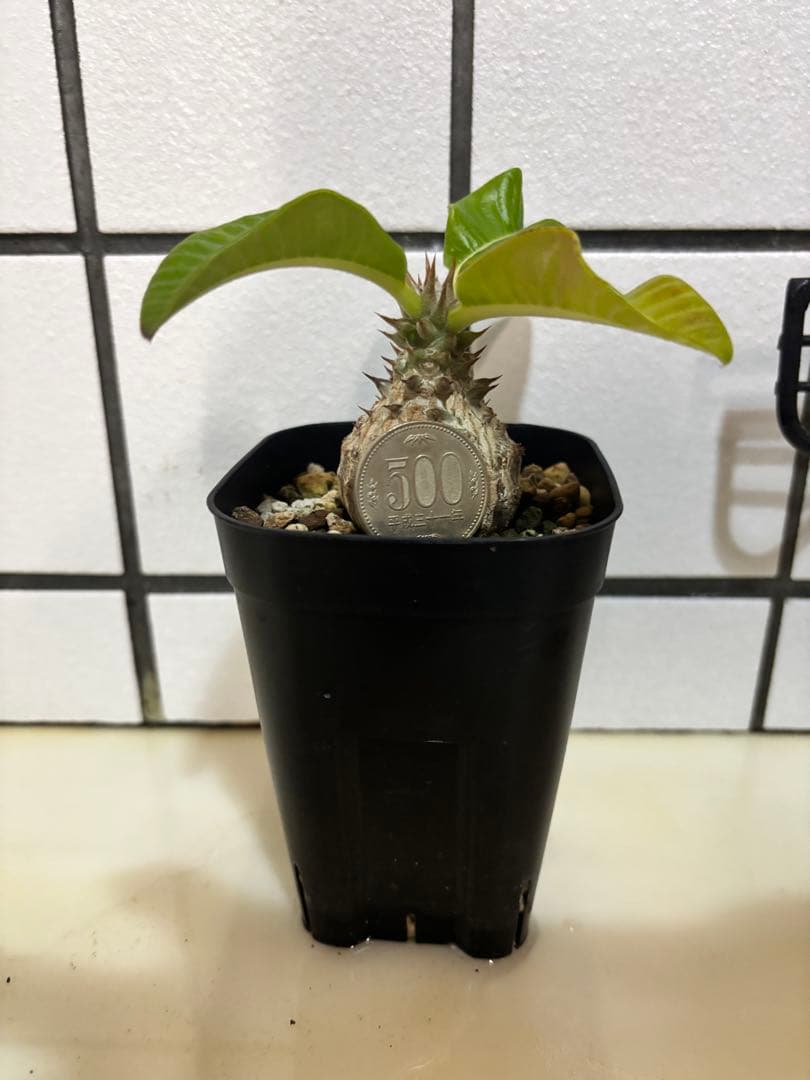 ウィンゾリー　実生株　良型