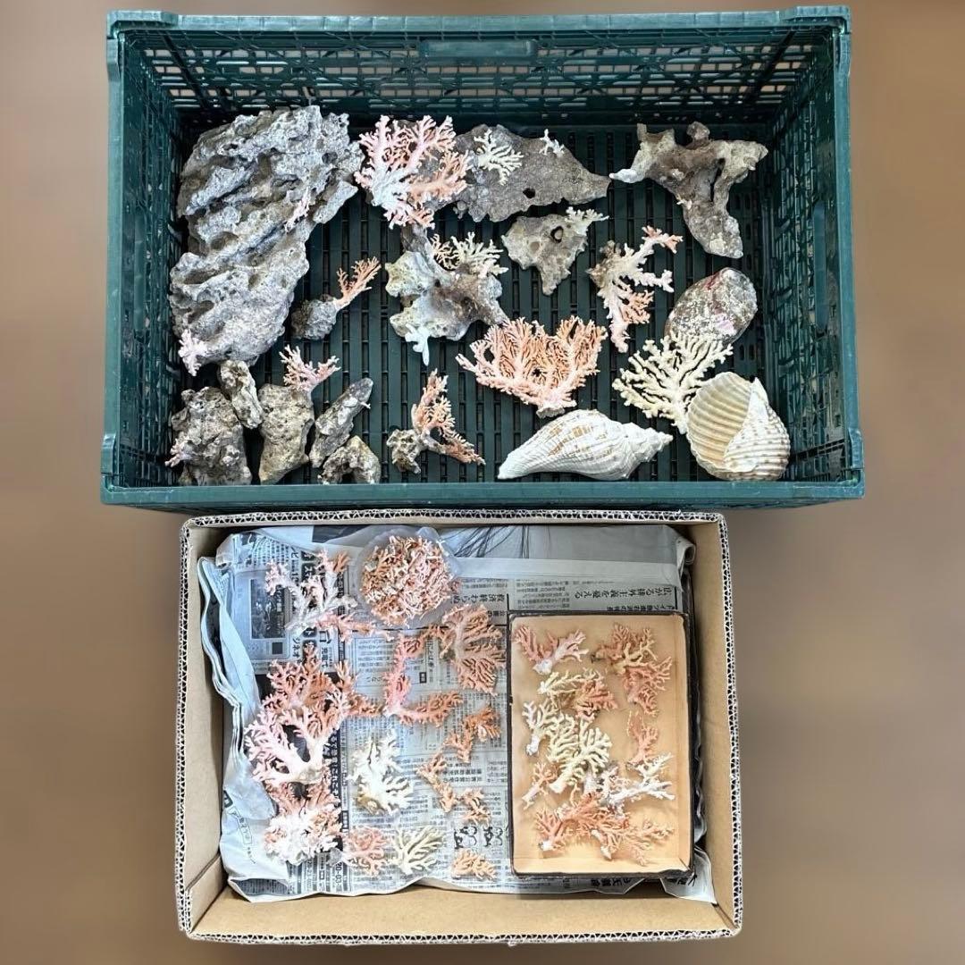 《岩礁 珊瑚礁　貝殻》海の役者達大量セット　アワビ　テングニシ貝　ヤツシロ貝