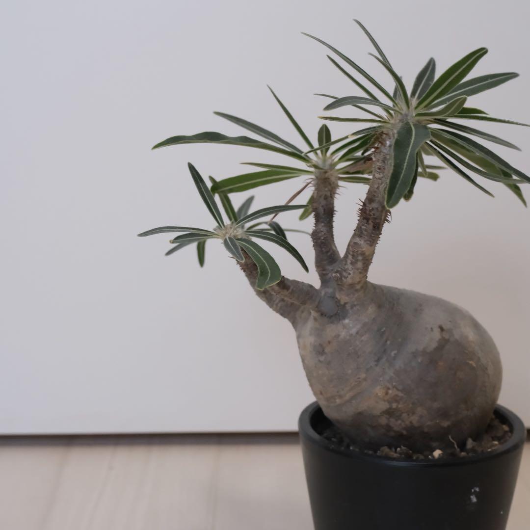 パキポディウム　グラキリス　現地球（最終値下げ）