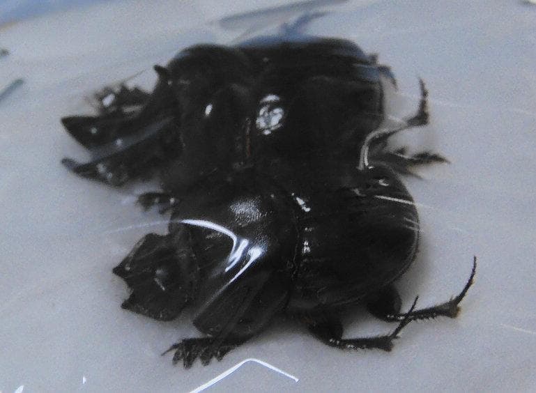 標本 Dungbeetles pair