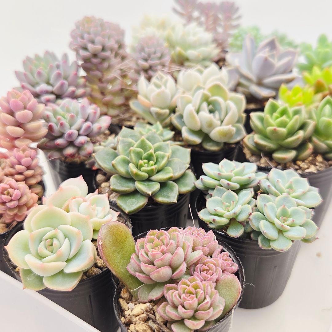 ②全15苗 つぶつぶ屋さん クラッカー❣️あられ❣️ピノチオ❣️発根済ネコポス込