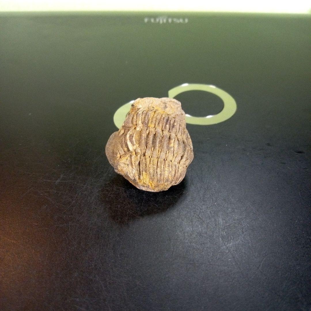 三葉虫　化石　fossil　ボリビア産　trilobite　Bolivia化石⑤