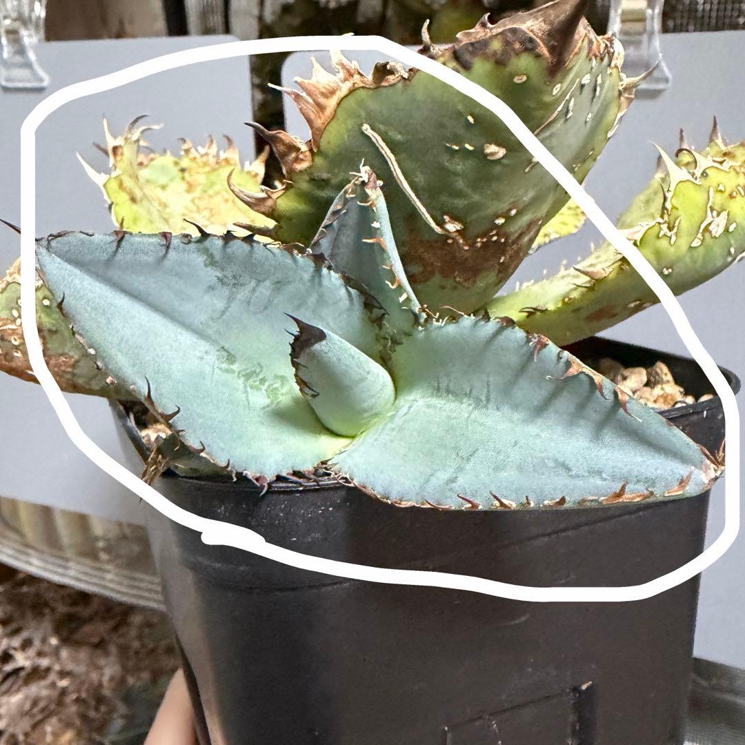 多頭？子株 agave titanota beast アガベ チタノタ ビースト