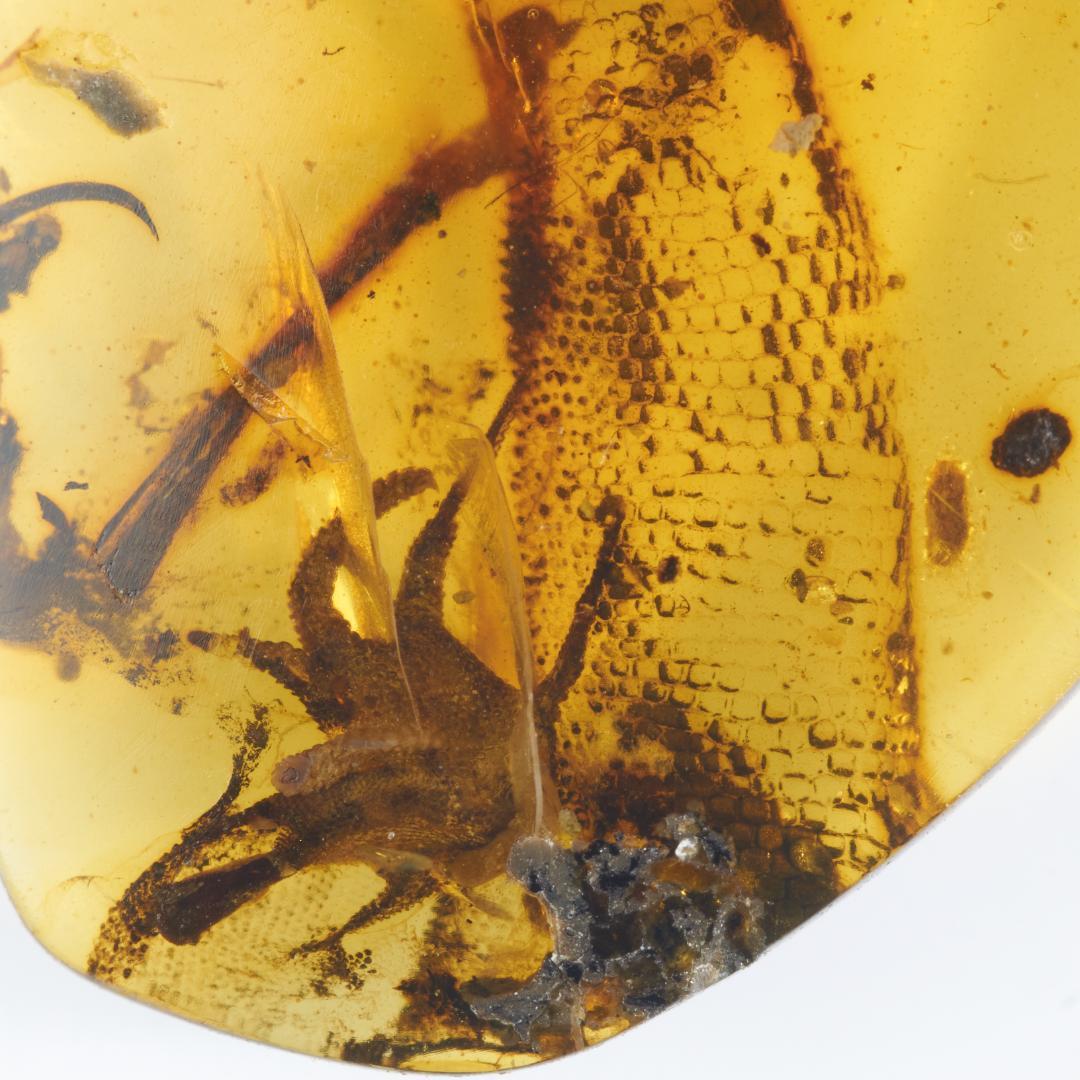 レア極上品 PA151虫入り琥珀化石　ミャンマーカムティかタナイ9900万年前