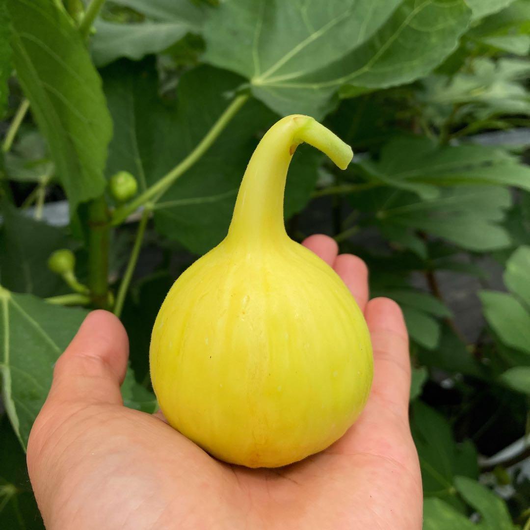 Golden Rainbow ゴールデンレインボー 穂木（2本）イチジク