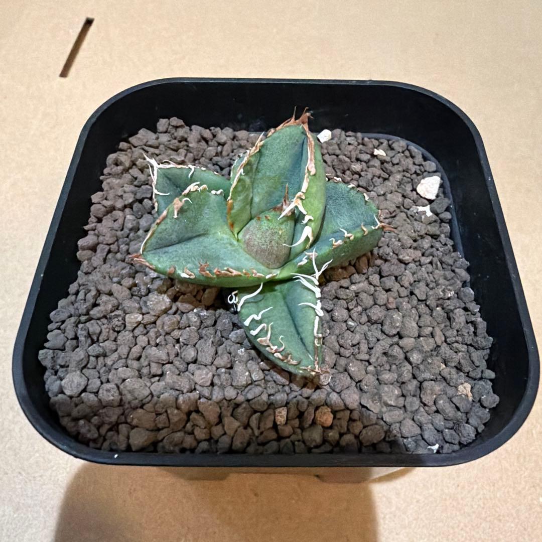 アガベ 麻花 agavesan oc株 【発根済み】 麻花龍