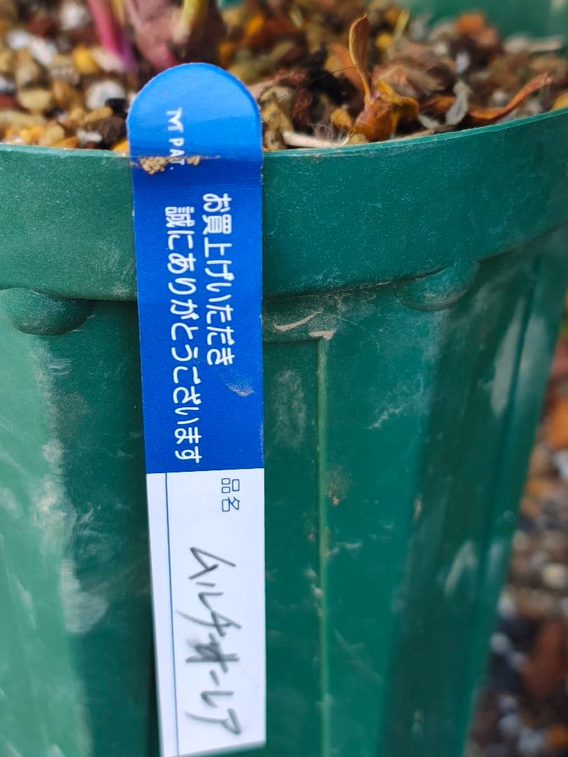 クリスマスローズ　大木ナーサリー　原種交配　超小輪