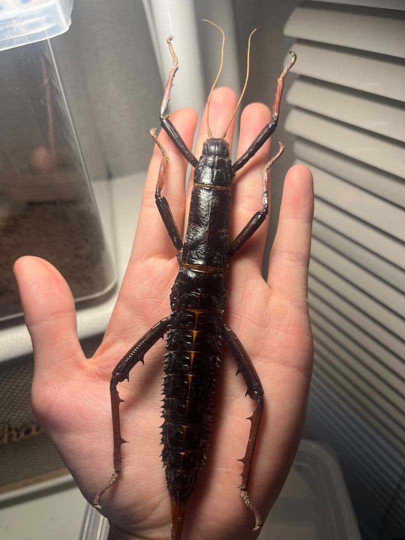 【♀】トゲアシフトナナフシオバケフトナナフシコノハムシ　標本