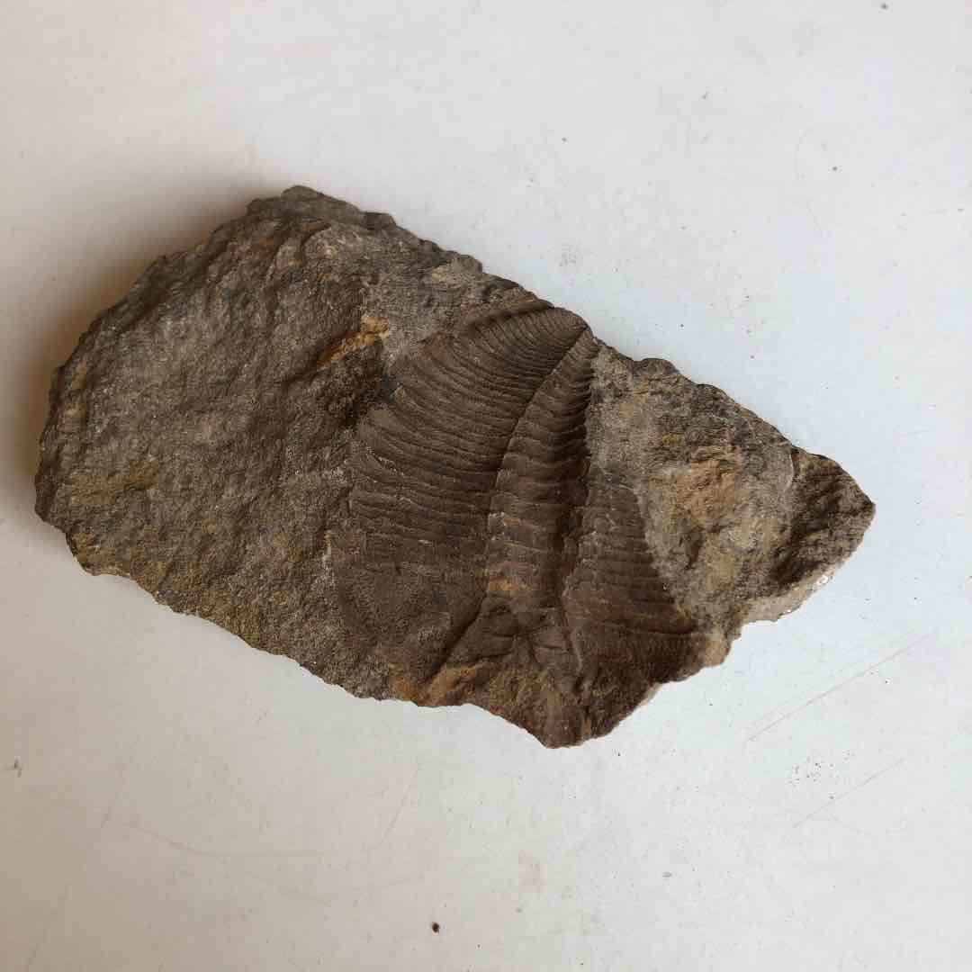 三葉虫化石　貴重品　モロッコで採取　輸出禁止になりました。