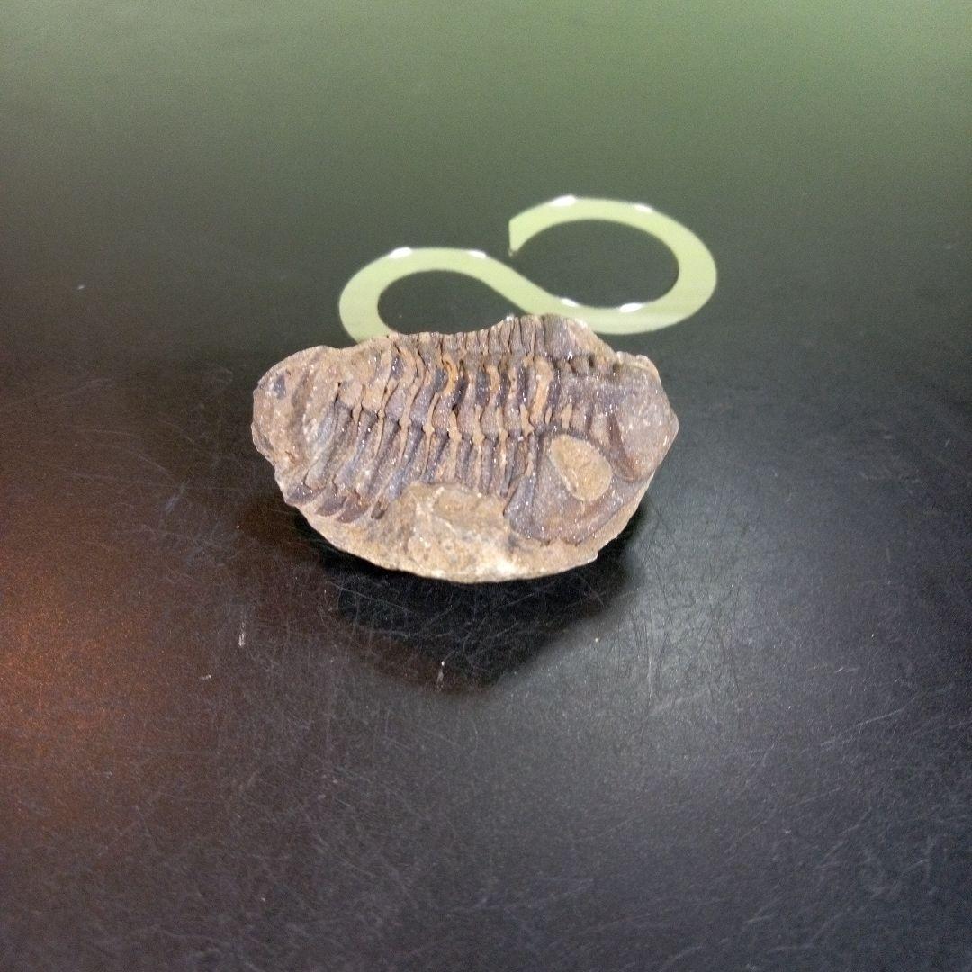 三葉虫　化石　fossil　ボリビア産　trilobite　ノジュール判別⑦