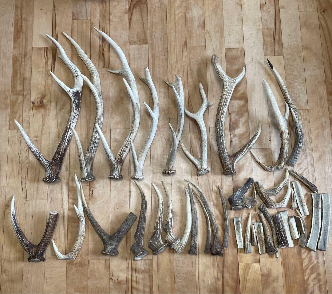 エゾシカ 蝦夷鹿 角 まとめ売り