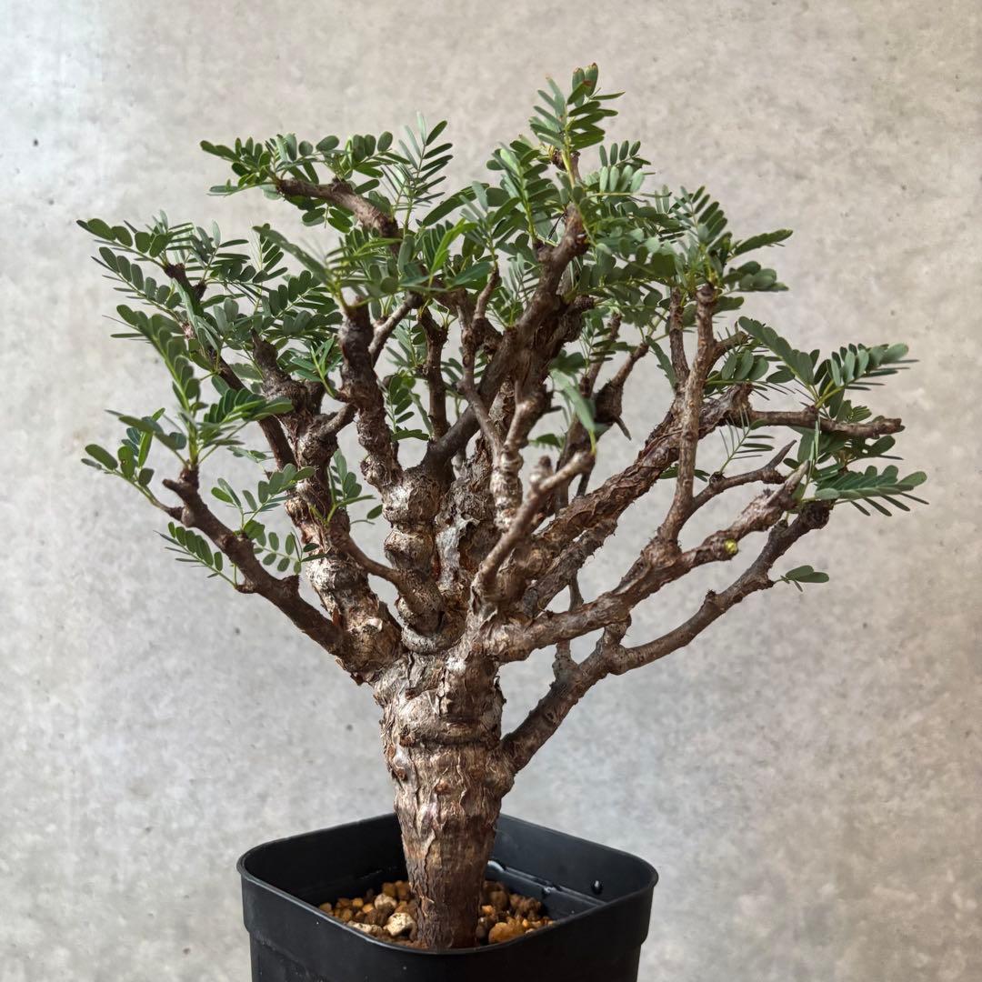 y*a様 センナ メリディオナリス13